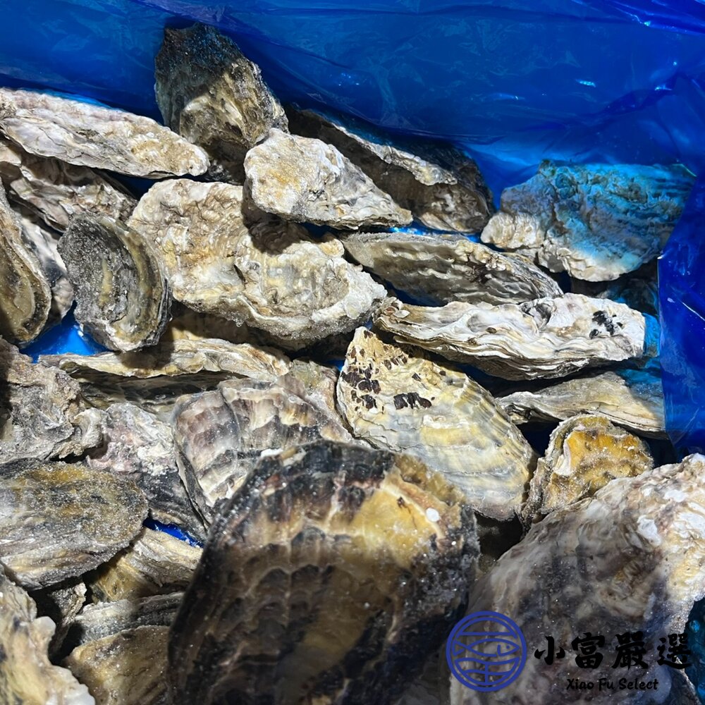 日本全殼生蠔 日本宮城縣 兵庫縣生蠔 室津牡蠣 尺寸L (100/150) 10顆裝-圖片-3