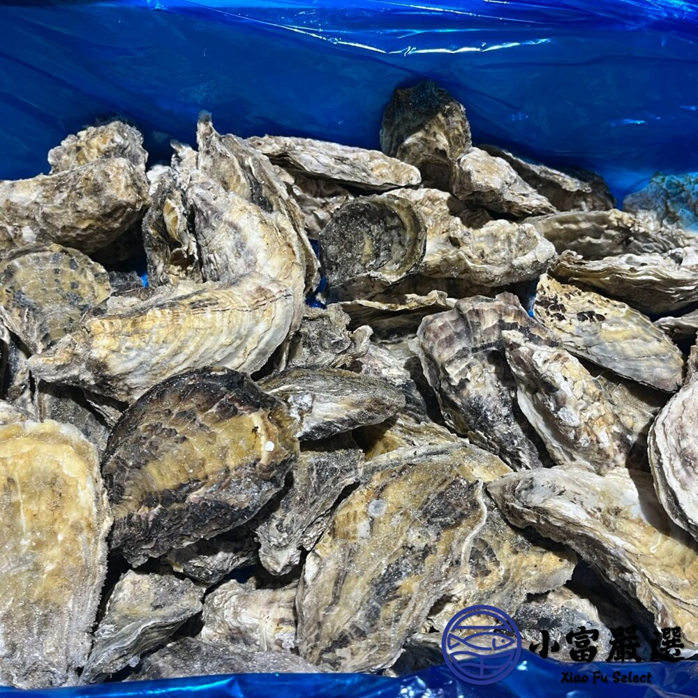 日本生食級全殼生蠔 日本宮城縣 兵庫縣生蠔 室津牡蠣 尺寸L (100/150) 10顆裝 (1000~1500g/包) 封面照片