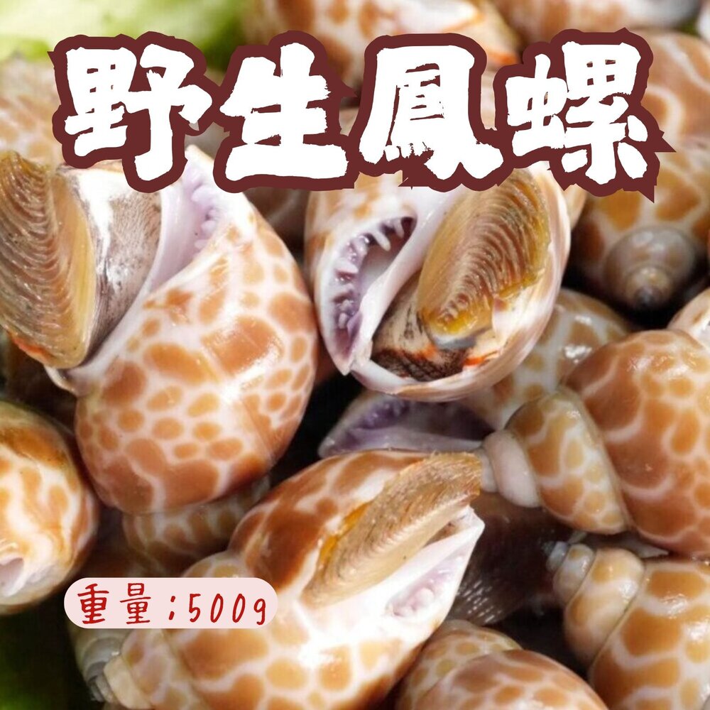 250706072612-野生鳳螺粒 印度鳳螺 鳳螺 冷凍鳳螺 (500g/包)