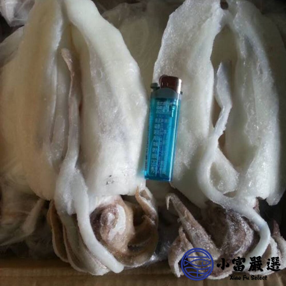 鮮甜野生急凍二去花枝 200/300、300/400、400/500、500/600 四種規格 特價中 (20公斤/箱)-圖片-2