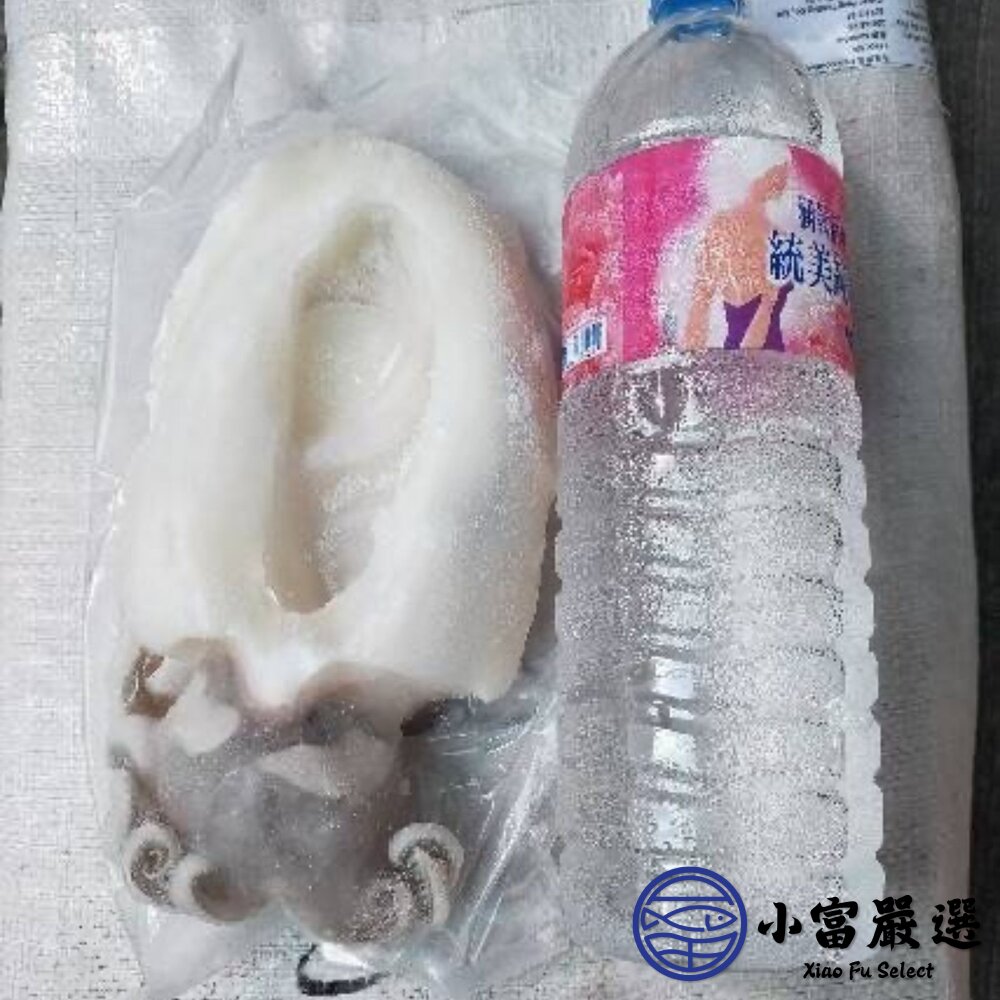 鮮甜野生急凍二去花枝 200/300、300/400、400/500、500/600 四種規格 特價中 (20公斤/箱)-圖片-3