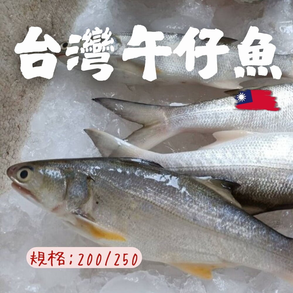 25615272094-台灣午仔魚一夜干 大尾午仔魚 一夜乾 (200g/尾)