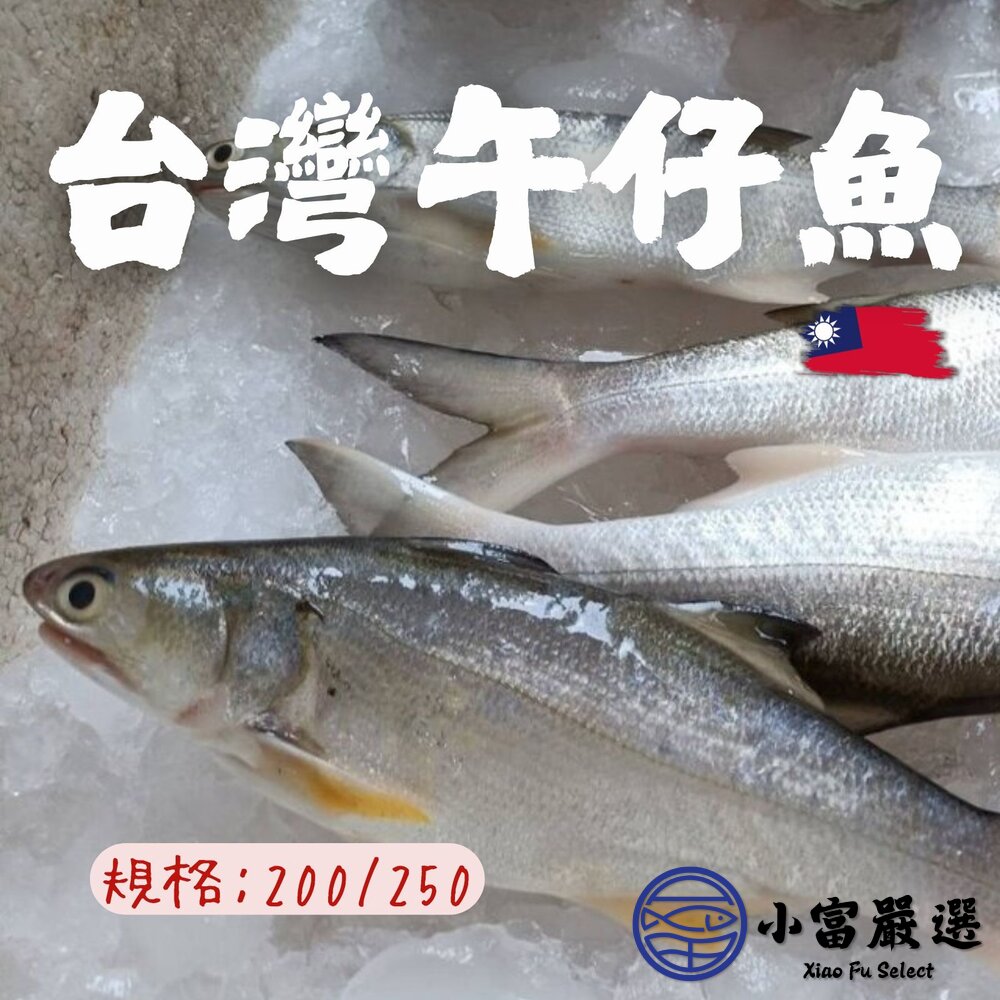 台灣午仔魚一夜干 大尾午仔魚 一夜乾 (200g/尾) 封面照片