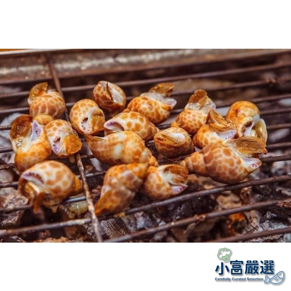 25816016461-海鮮螺貝類-野生鳳螺粒-印度鳳螺2KG-欲罷不能超刷嘴的野生鳳螺一包大約-粒 特價中