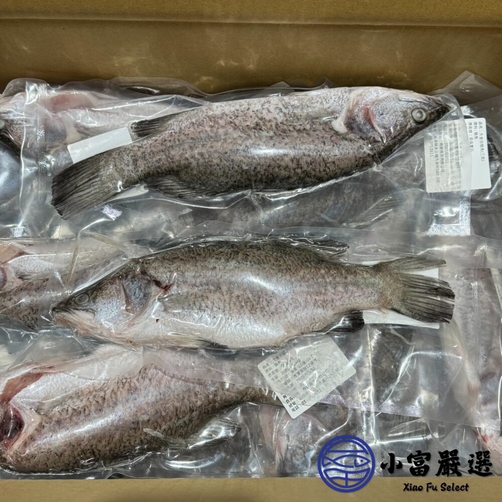 本產東石大金目鱸魚300-400g/尾(三去)-圖片-3
