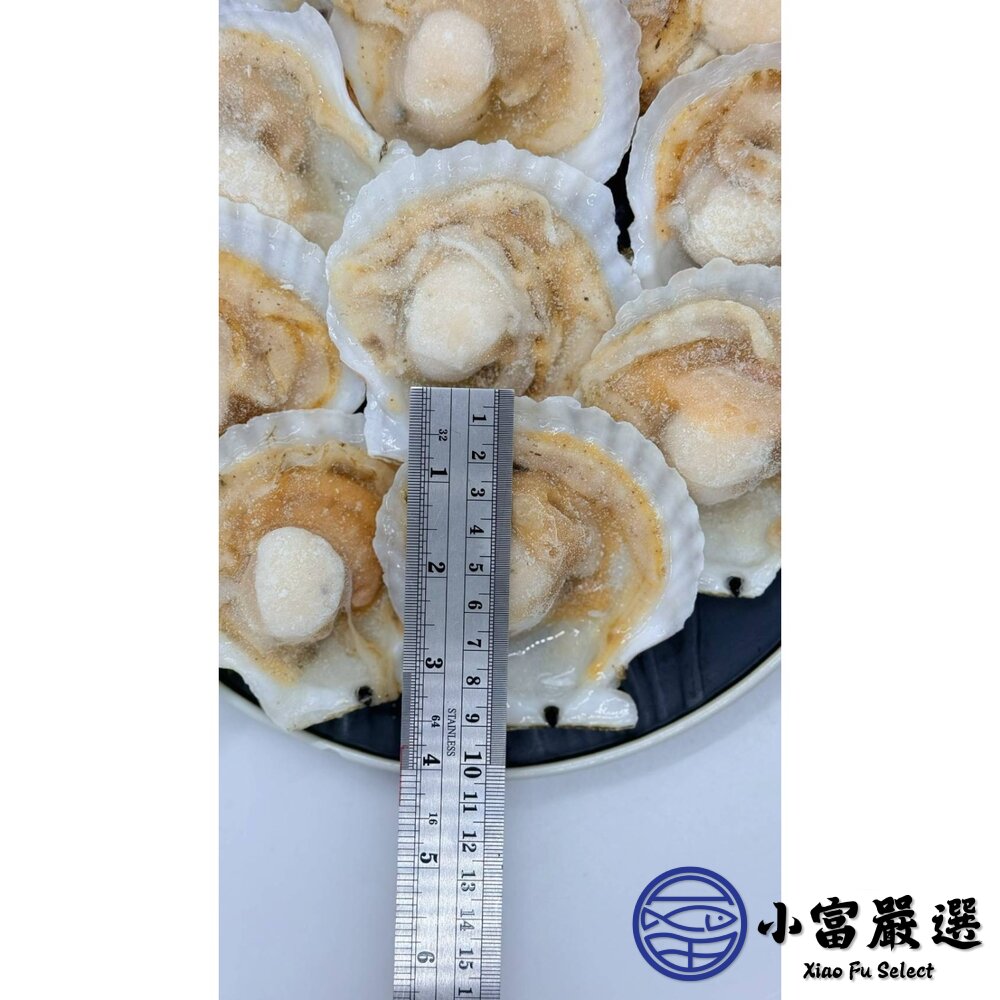 【半價出清】日本北海道 扇貝半殼扇貝 凡立貝片 (575g/包/9-10cm ) 富樫水產-圖片-6