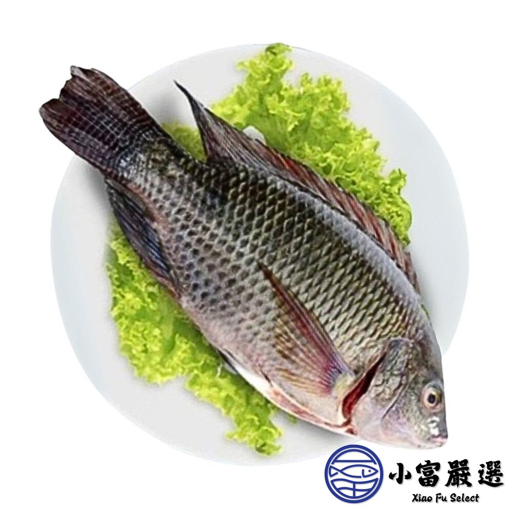 台灣鯛魚 三去台灣吳郭魚 台灣鯛 (10kg/約20尾) 吳郭魚-圖片-1