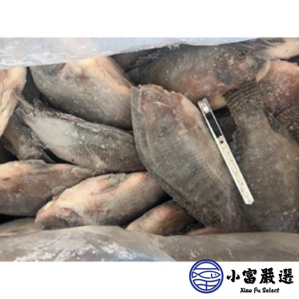 台灣鯛魚 三去台灣吳郭魚 台灣鯛 (10kg/約20尾) 吳郭魚-圖片-3
